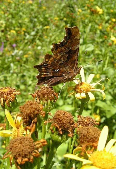 Polygonia c-album